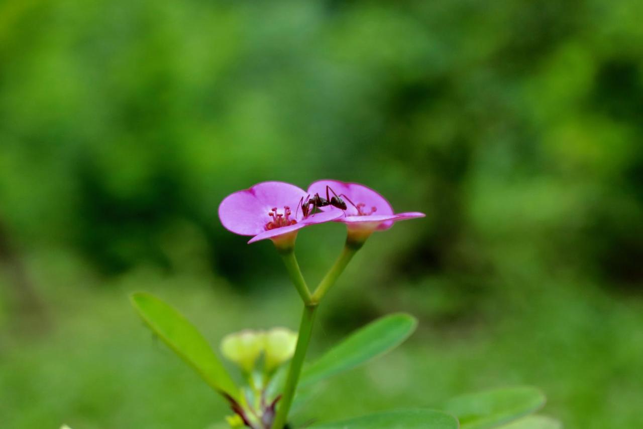 Paradise Eco Garden Kitulgala Kültér fotó